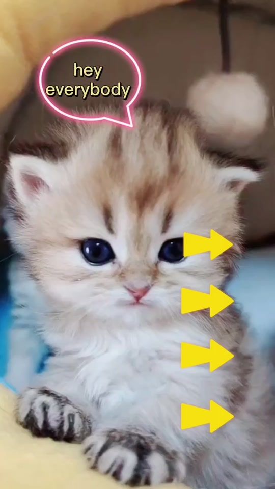 TikTok video thumbnail by cutieyes_