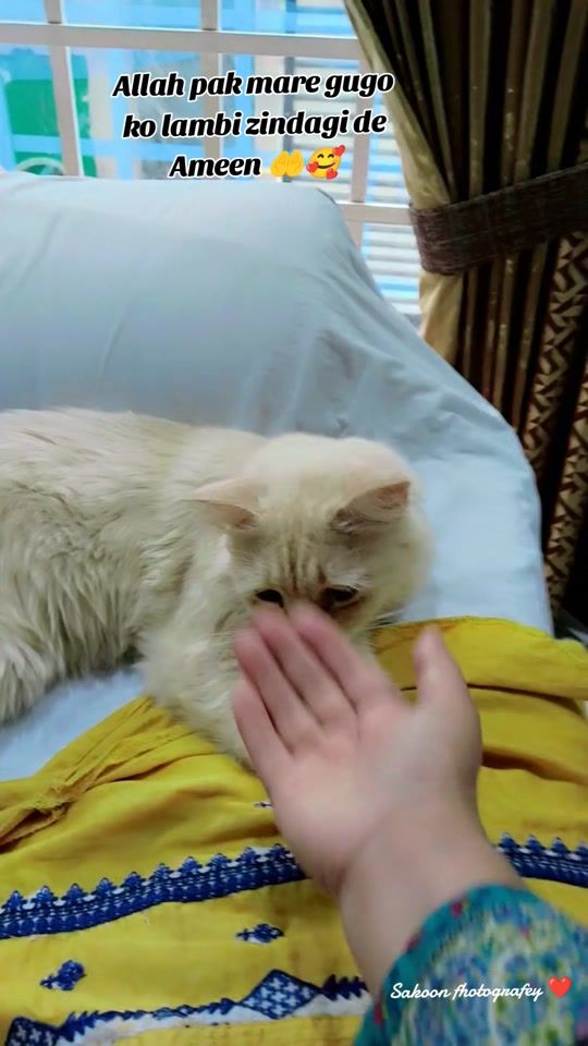TikTok video thumbnail by sakoon4561
