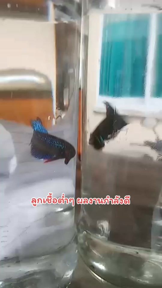 TikTok video thumbnail by user342513906156