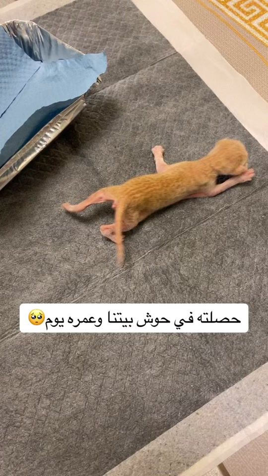 TikTok video thumbnail by abfm_4641