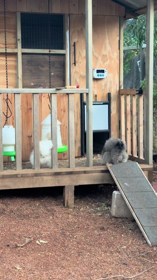 TikTok video thumbnail by a.girl.and.her.chickens