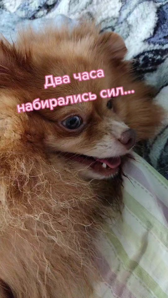 TikTok video thumbnail by consuelo_de_alma