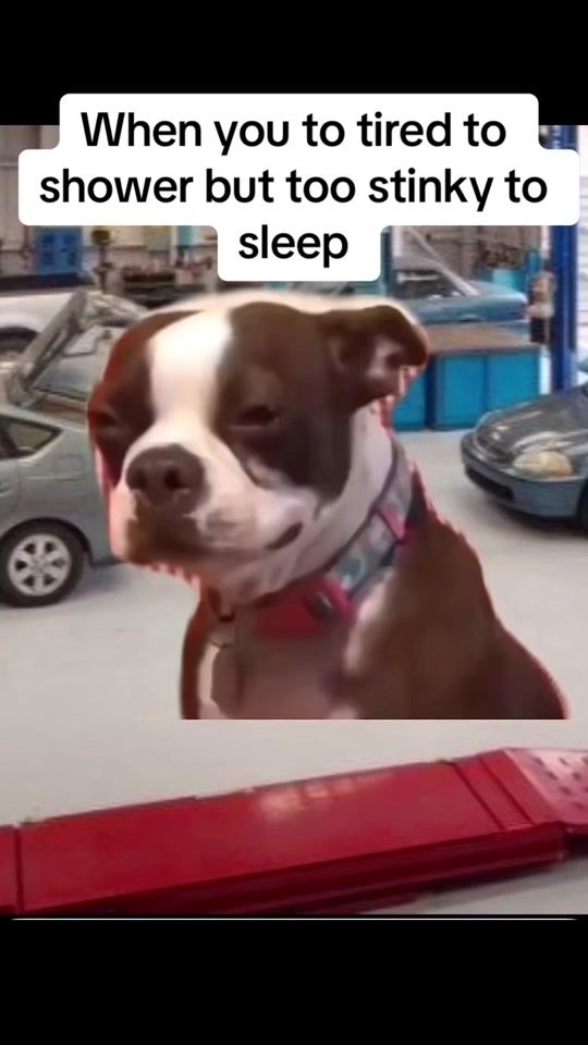 TikTok video thumbnail by funnyplugb