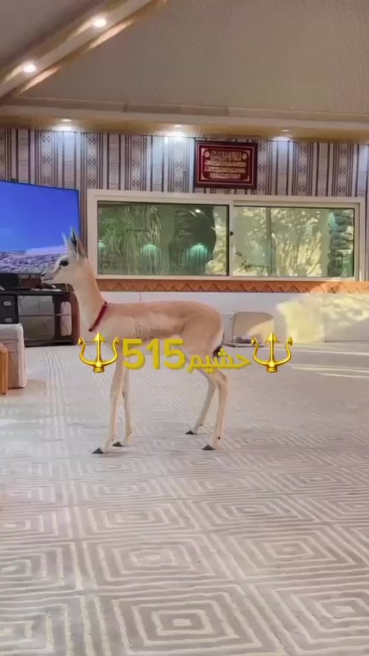 TikTok video thumbnail by hasheem515