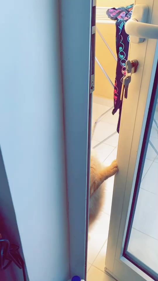TikTok video thumbnail by super_ginger01