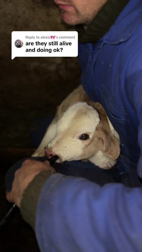 TikTok video thumbnail by twoheaded.calf3