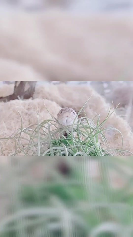 TikTok video thumbnail by bouyakun