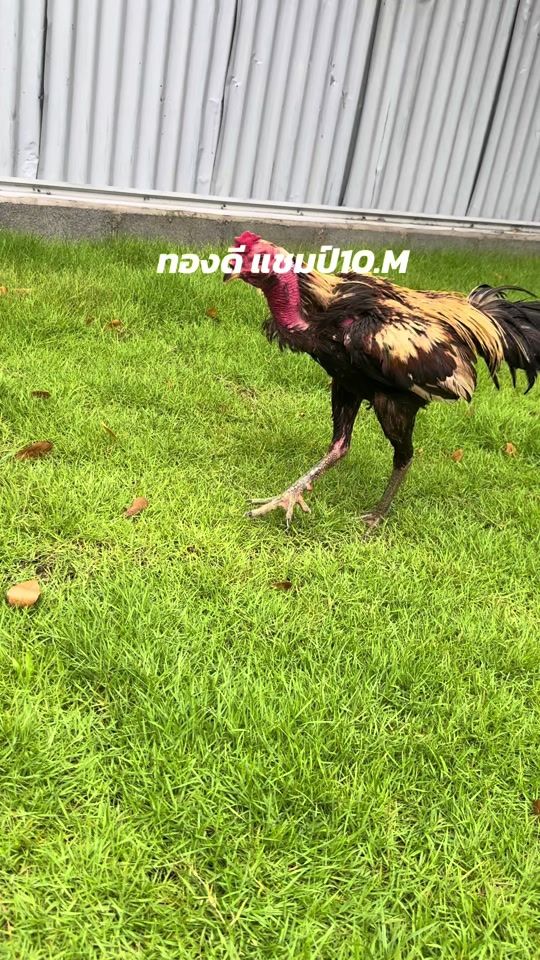 TikTok video thumbnail by aof_kritsakorn