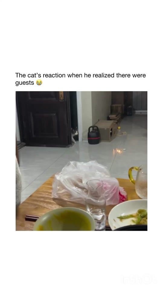 TikTok video thumbnail by gigglypets