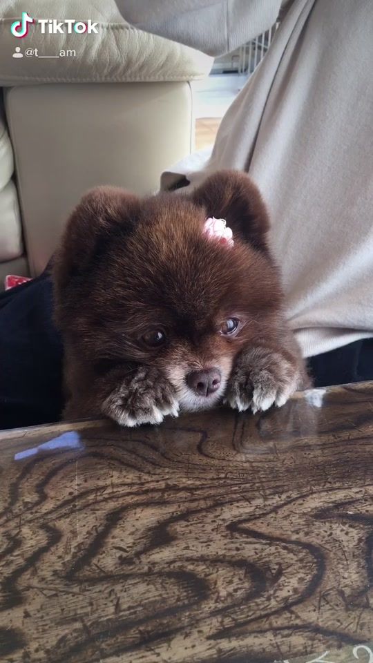 TikTok video thumbnail by pome__2