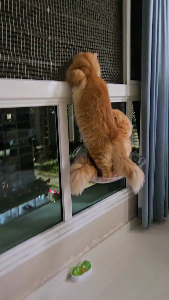 TikTok video thumbnail by gingercatloft