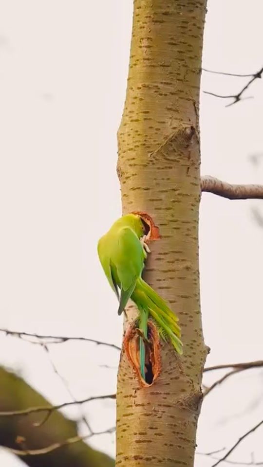 TikTok video thumbnail by sumon.bappy.6m