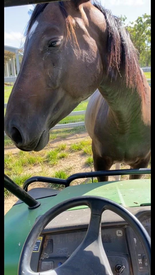 TikTok video thumbnail by horsegenix
