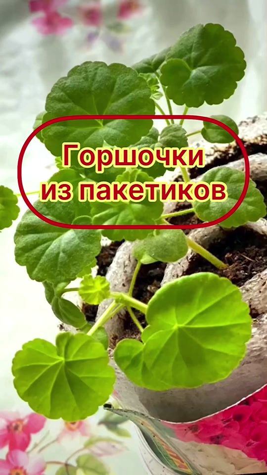 TikTok video thumbnail by my_garden_every_day