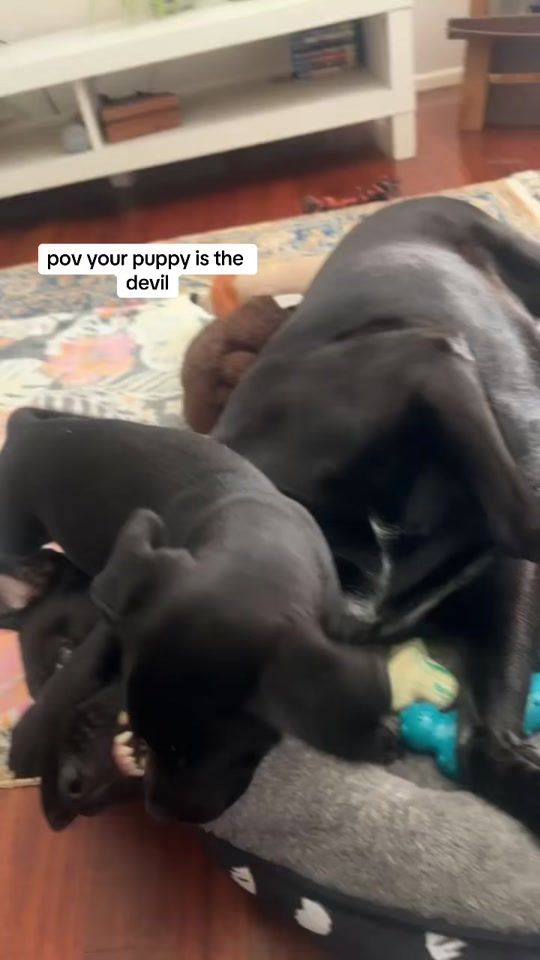 TikTok video thumbnail by bella_and_minnie