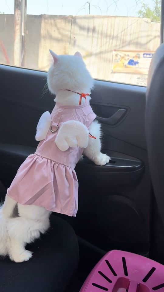 TikTok video thumbnail by wurood317