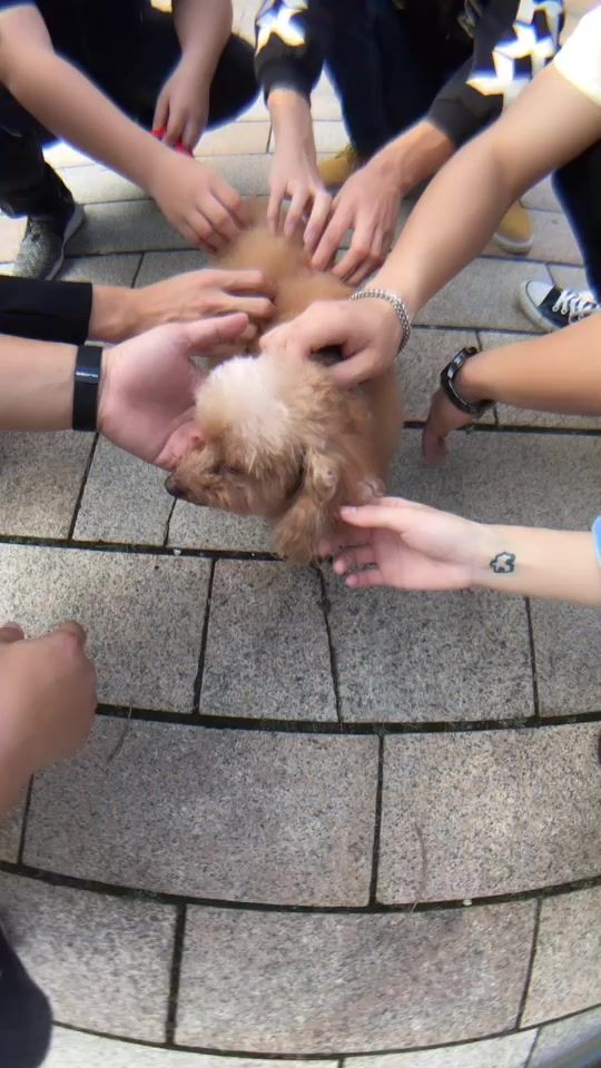 TikTok video thumbnail by sheng521