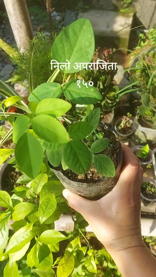 TikTok video thumbnail by happygardening2