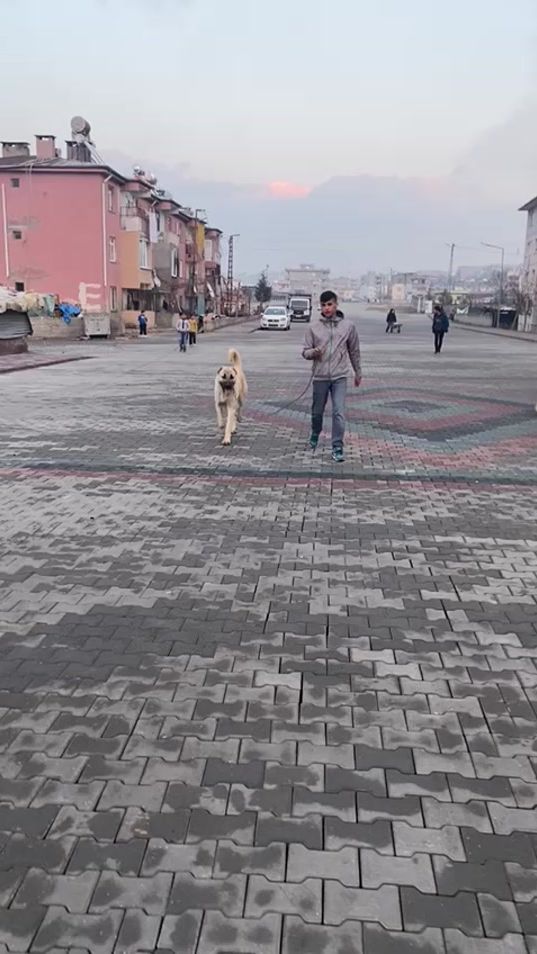 TikTok video thumbnail by harun1king