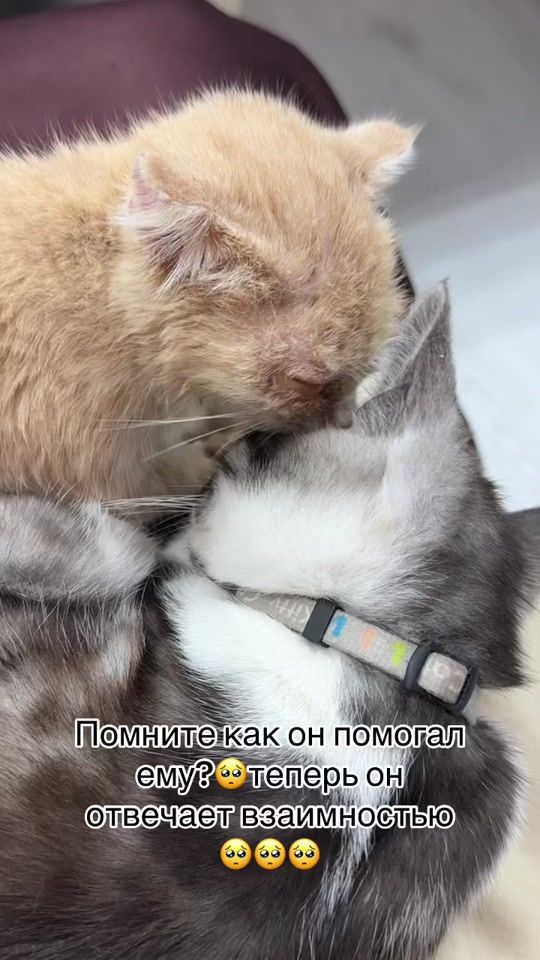 TikTok video thumbnail by iamsem_