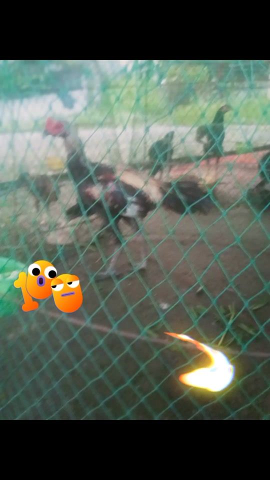TikTok video thumbnail by useripdw7a98qx