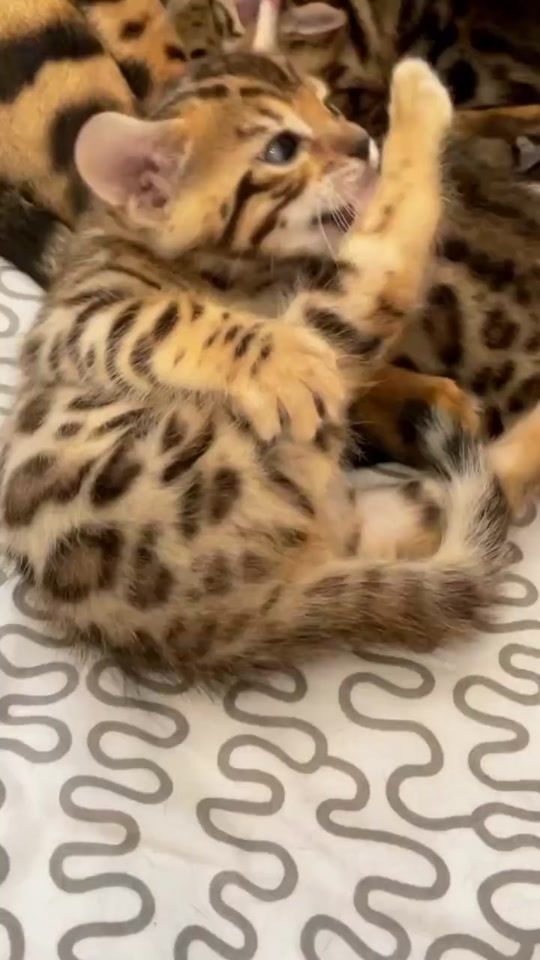 TikTok video thumbnail by marinaaza71