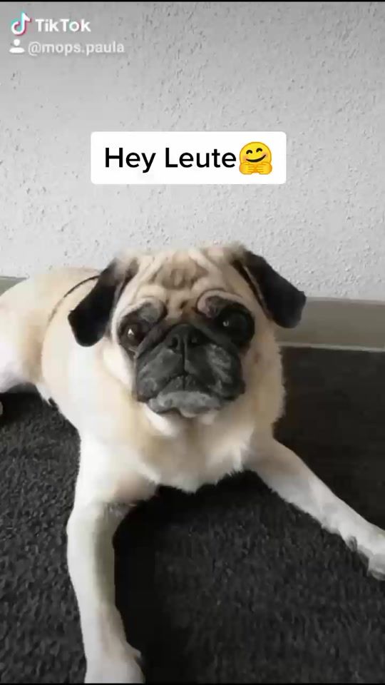TikTok video thumbnail by mops_und_meeries