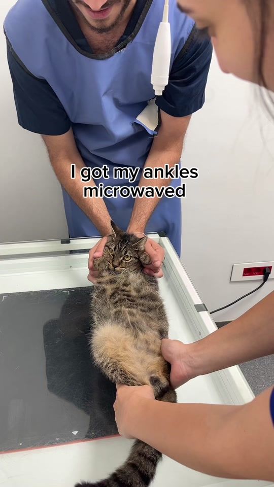 TikTok video thumbnail by vitalliaanimalhospital