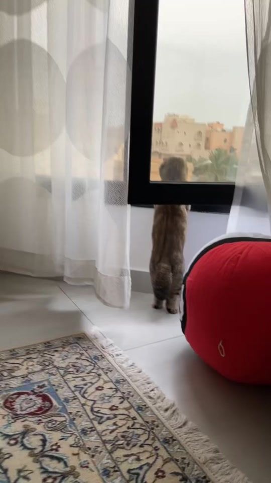 TikTok video thumbnail by leo.thecat5