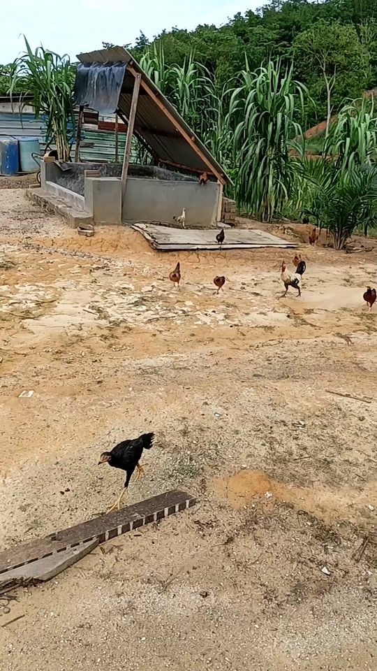 TikTok video thumbnail by krishaan.naidu