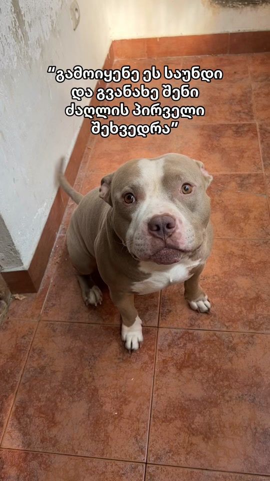 TikTok video thumbnail by david_and_dogs