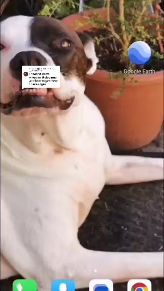 TikTok video thumbnail by crystal.world.aus