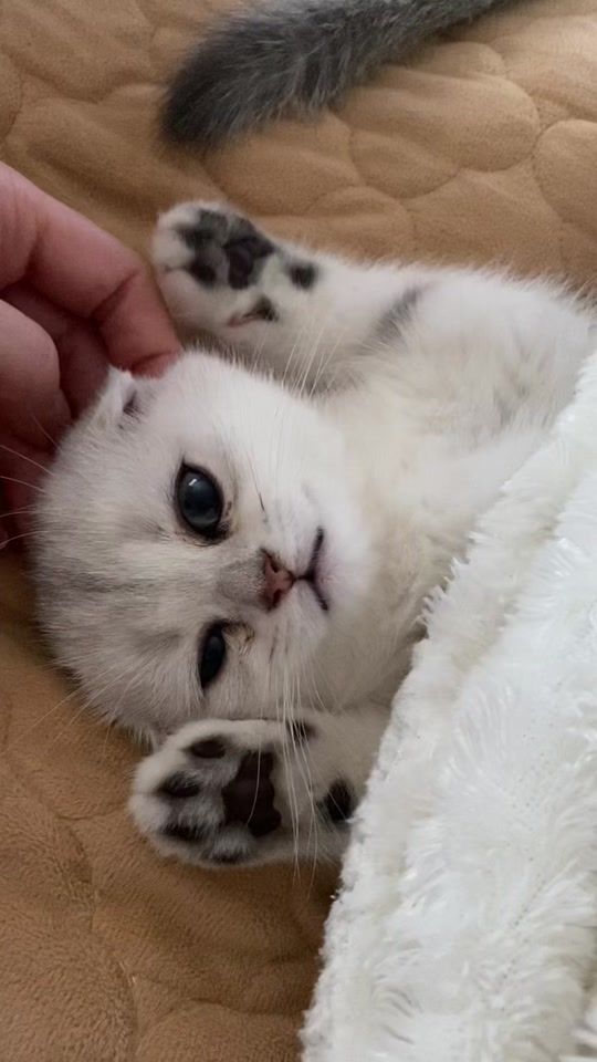 TikTok video thumbnail by mama__meow