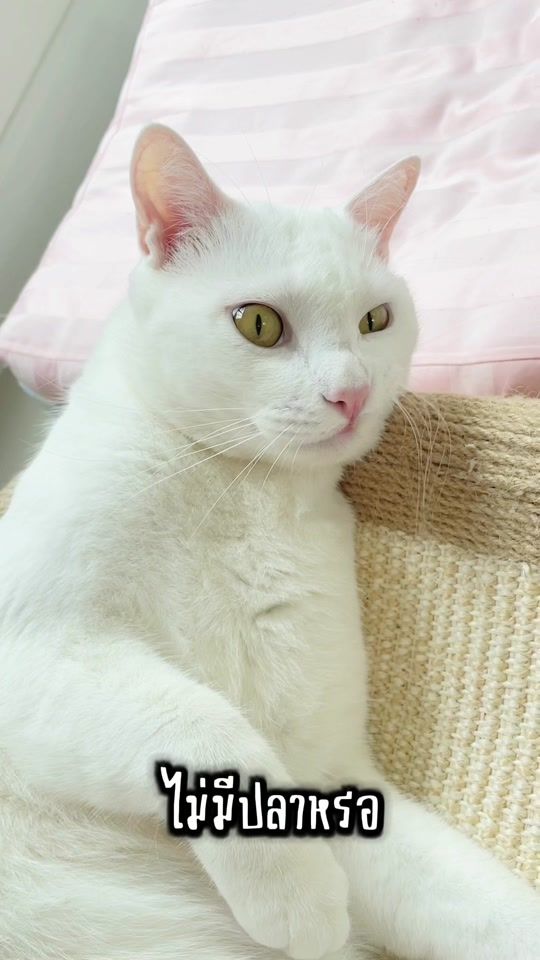 TikTok video thumbnail by ployy_chuekk
