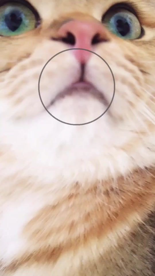 TikTok video thumbnail by kamuy_the_cat