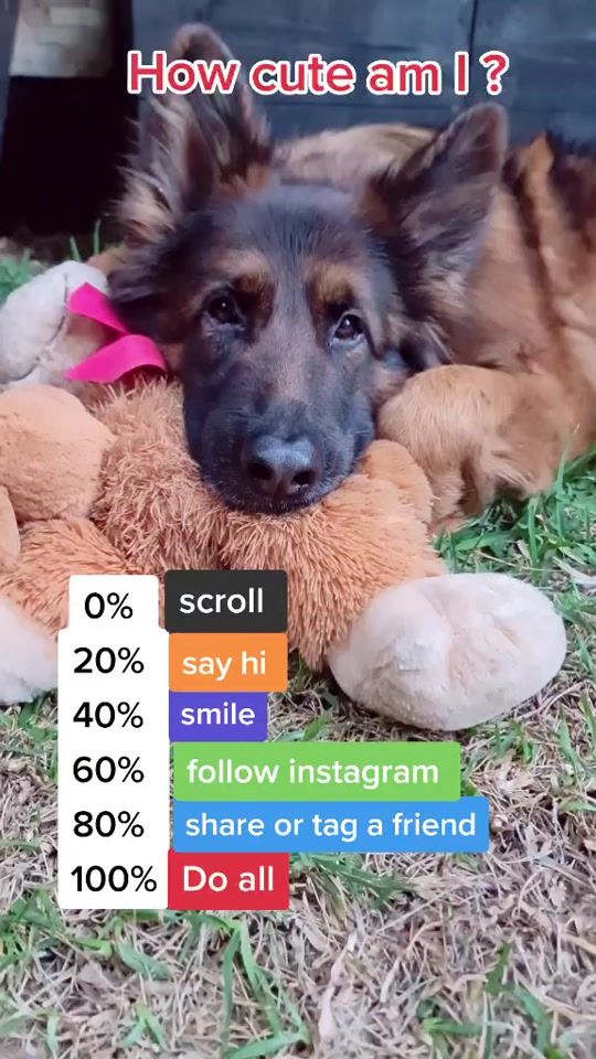 TikTok video thumbnail by heideethegsd