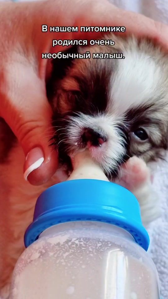 TikTok video thumbnail by eva_chihua