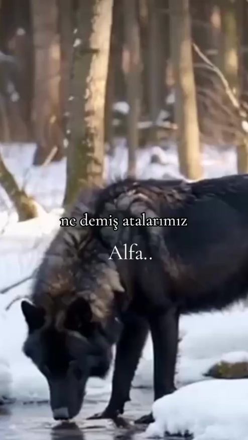 TikTok video thumbnail by alfa6759