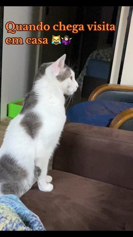 TikTok video thumbnail by .cats.in.japan
