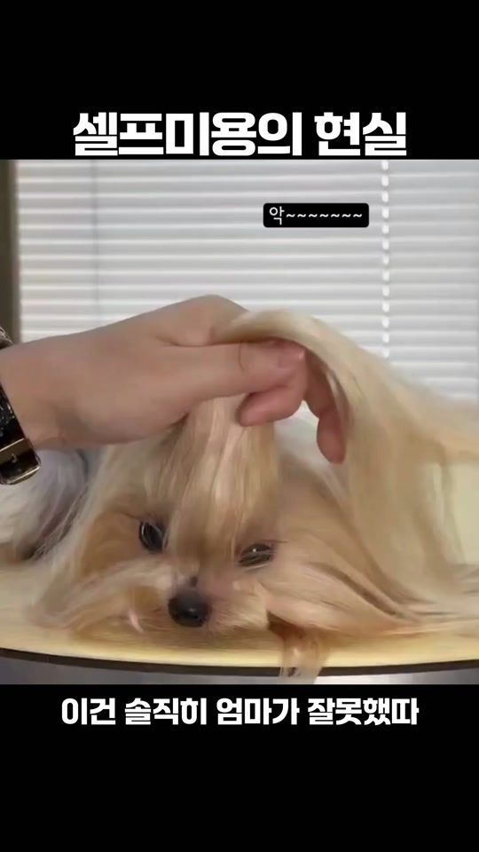 TikTok video thumbnail by petmepetme_