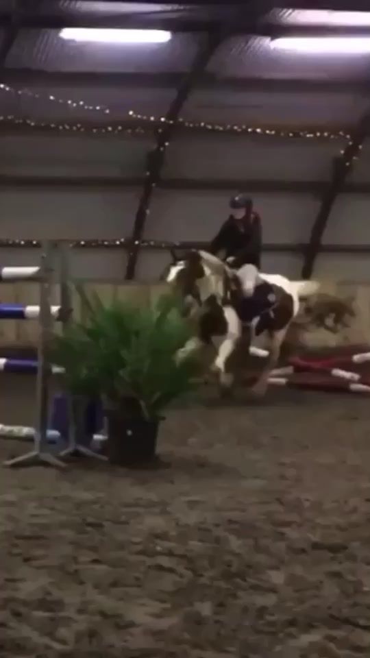 TikTok video thumbnail by horseevideos