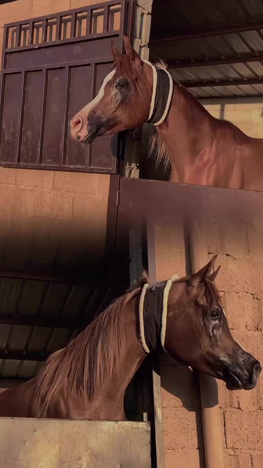 TikTok video thumbnail by 0088e