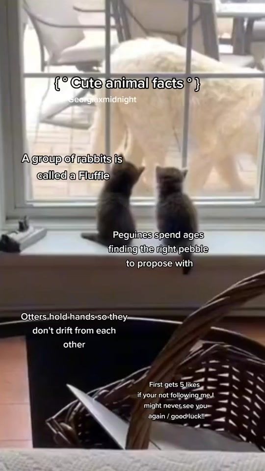 TikTok video thumbnail by georgiaxmidnight