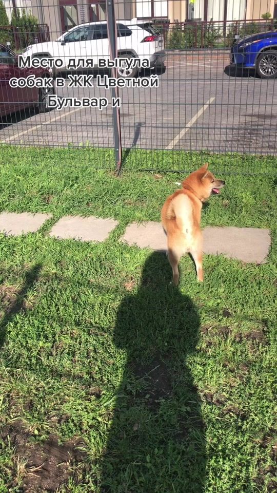 TikTok video thumbnail by elena_kaliningrad