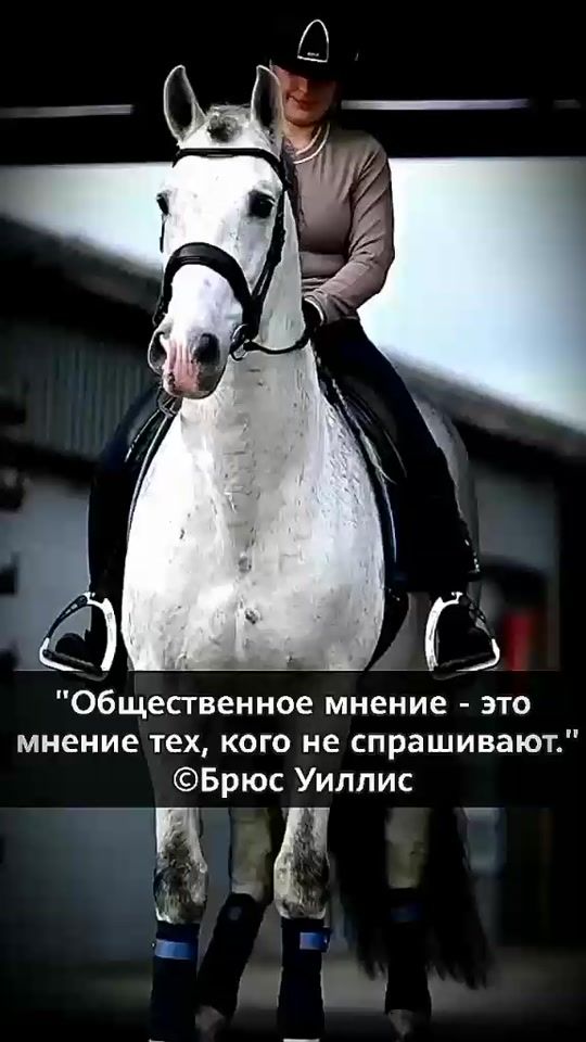 TikTok video thumbnail by horse_wrong_off