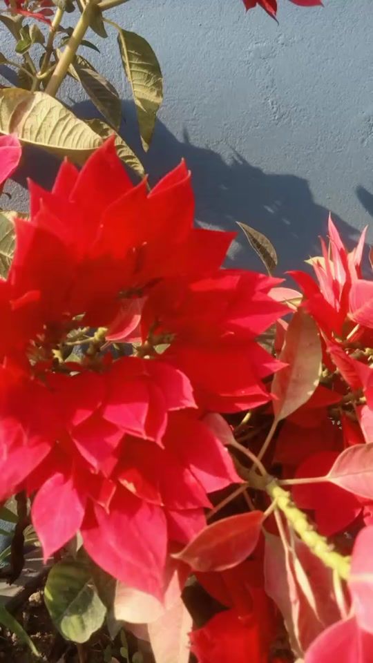 TikTok video thumbnail by pabitra_garden