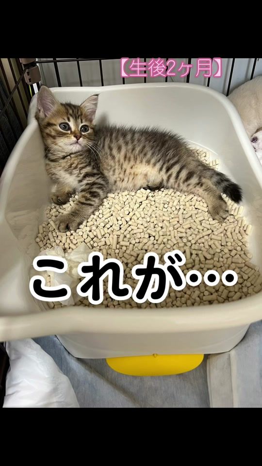 TikTok video thumbnail by selly_0318