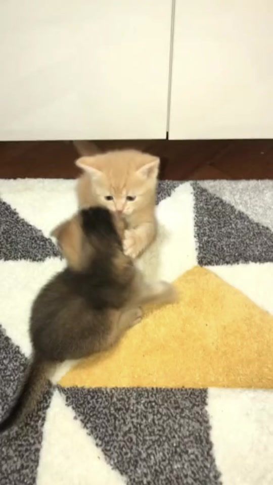 TikTok video thumbnail by yappingcattok