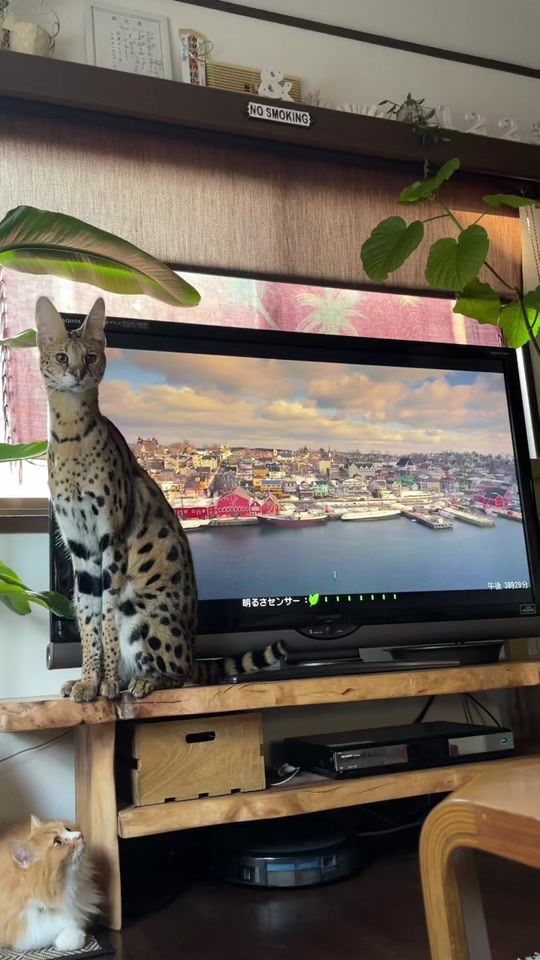 TikTok video thumbnail by monkey.cat39