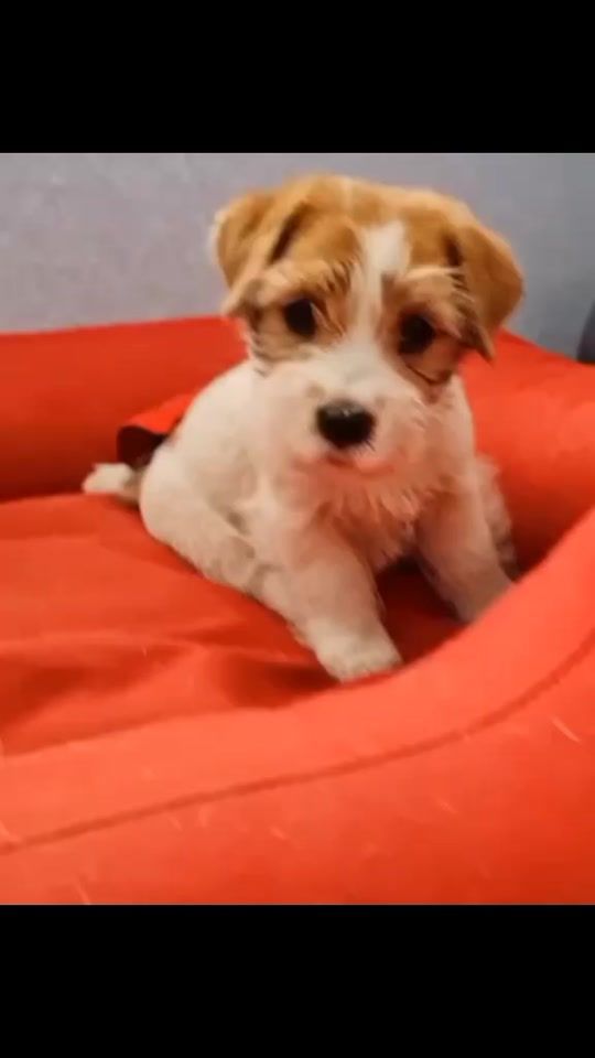 TikTok video thumbnail by _edits_animals1